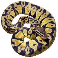 snake